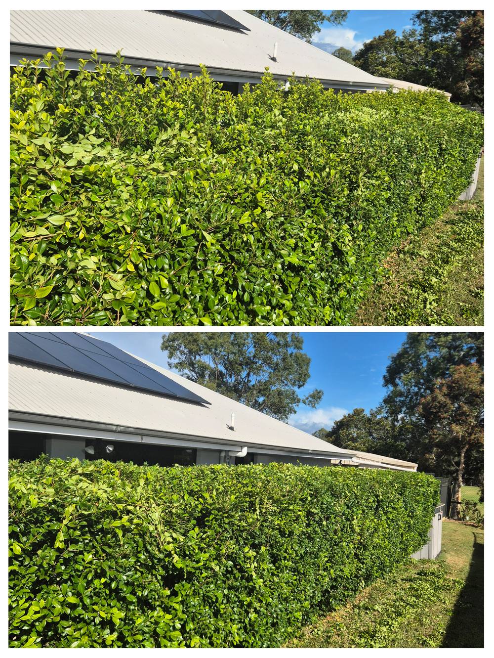 Before and after hedge trimming along a house in Ipswich