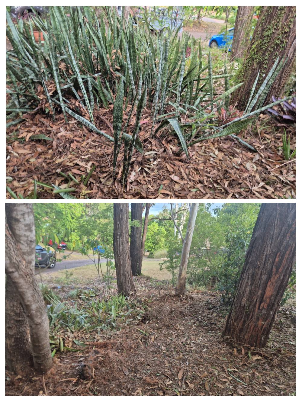 Before and after clearing a garden bed of weeds in Ipswich